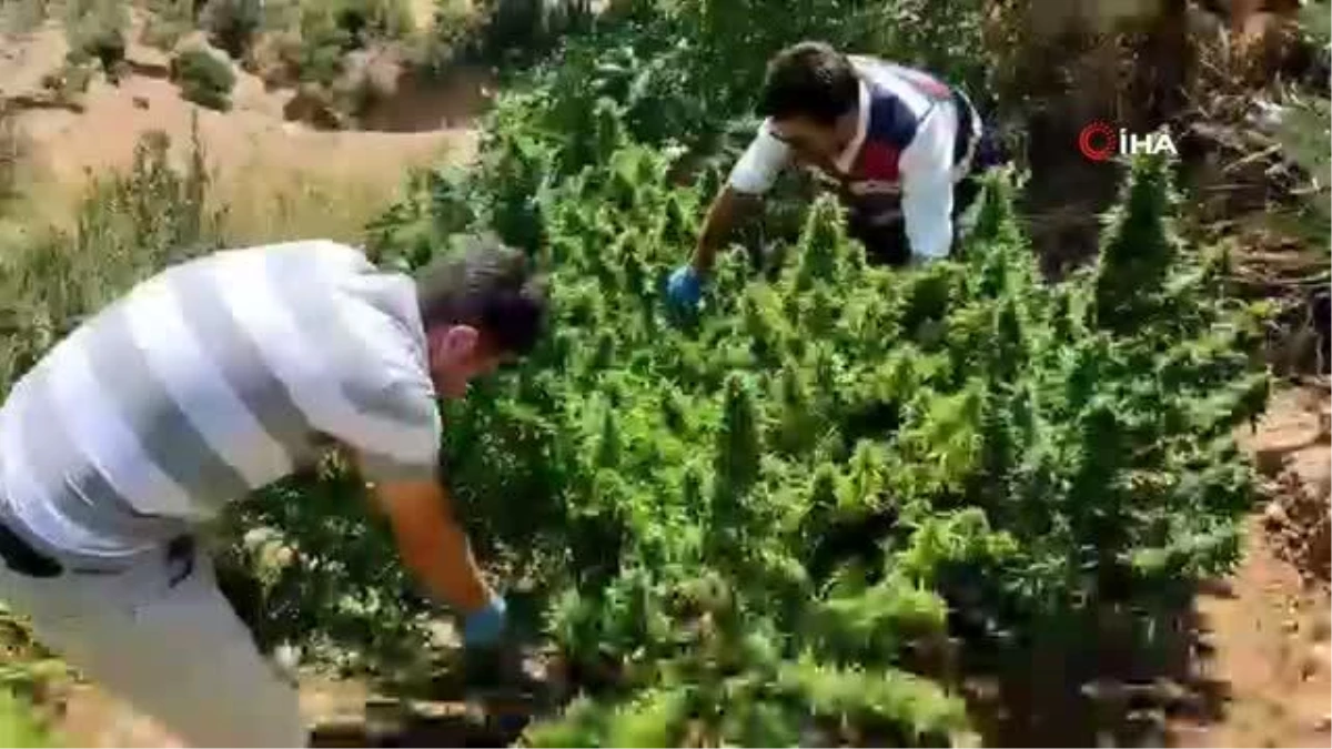 Hatay\'da bir evin bahçesine ekilmiş 72 kök Hint keneviri bitkisi ele geçirildi