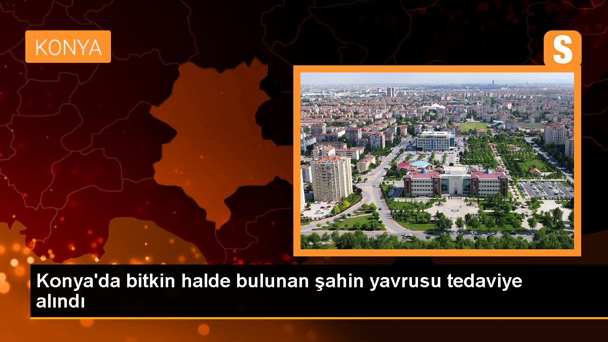 Konya\'da bitkin halde bulunan şahin yavrusu tedaviye alındı
