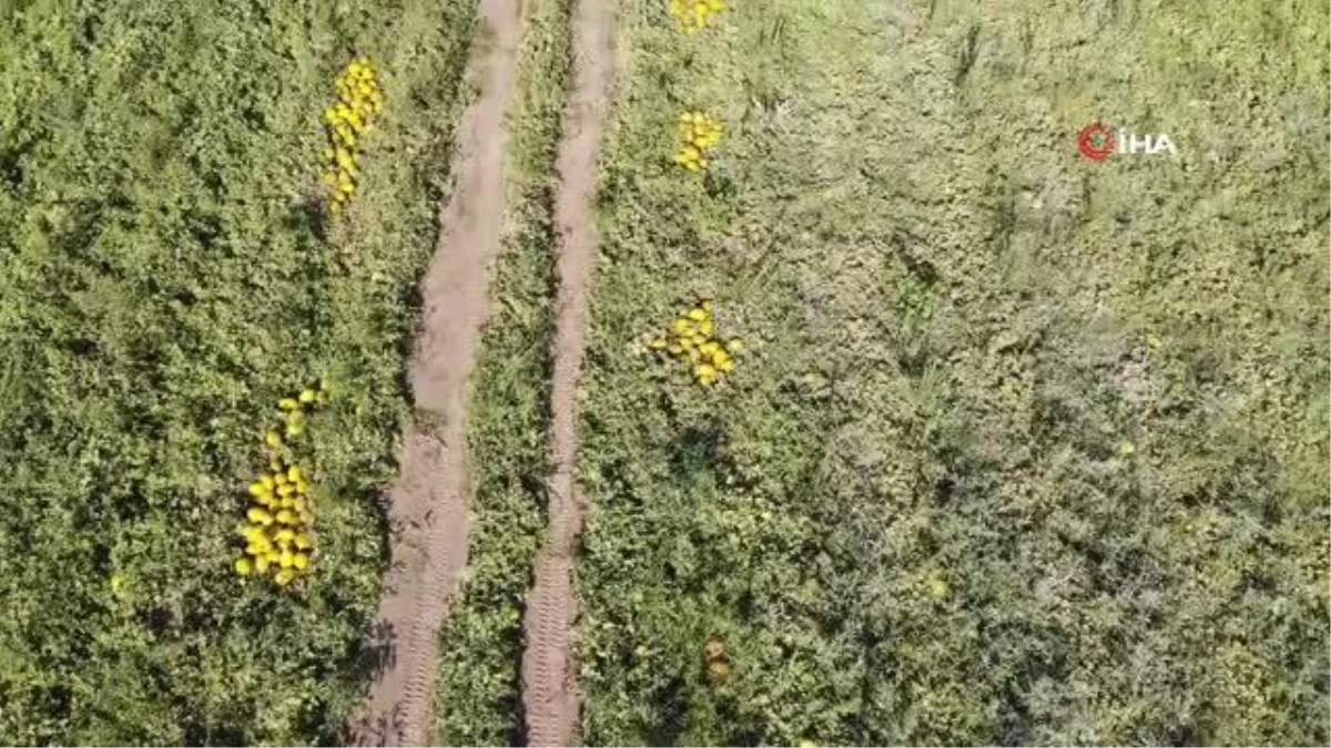 Konya Ovasında kavun hasadı zamanı