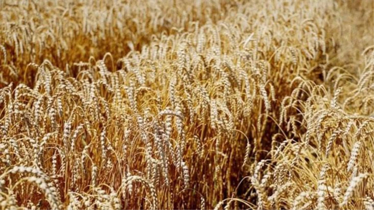 Milli Savunma Bakanlığı\'ndan tahıl sevkiyatı açıklaması: Planlandığı gibi sürüyor