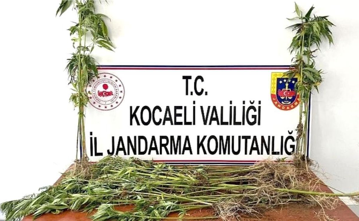 Ormanlık alana Hint keneviri ekmişler