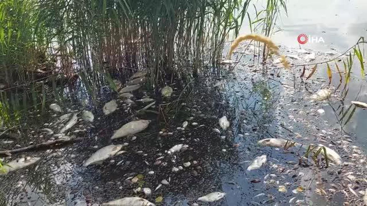Polonya\'nın Oder Nehri\'nden 100 ton ölü balık çıkarıldı