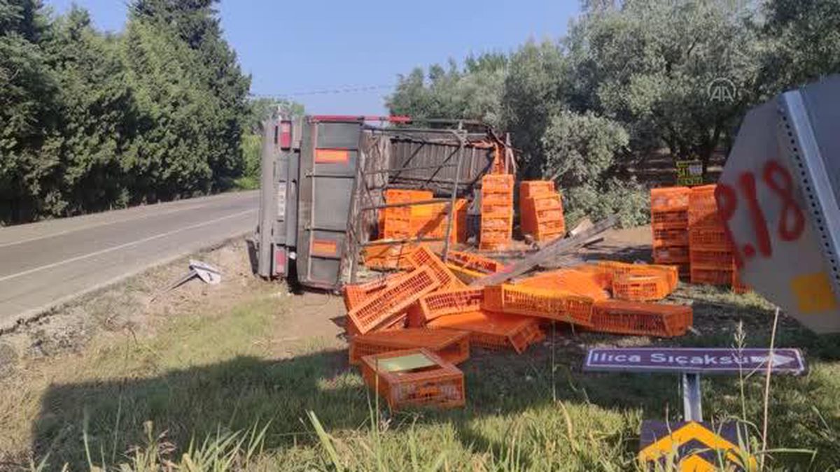 Bursa'da zeytinliğe devrilen tırdaki tavuklardan bazıları telef oldu