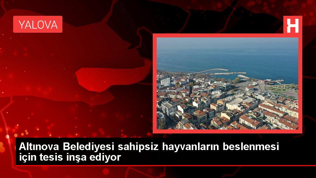 Altınova Belediyesi sahipsiz hayvanların beslenmesi için tesis inşa ediyor