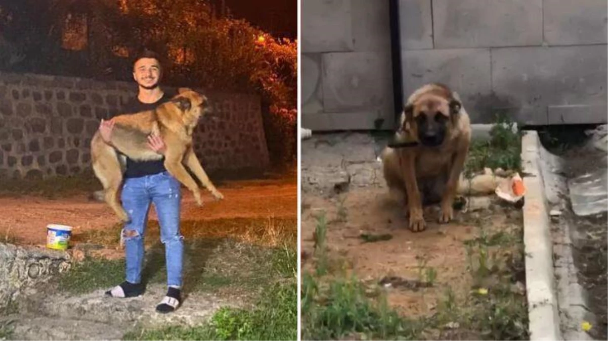 Bekçiyi ısıran köpeğe 2 gün gözaltı! Trabzon\'da Gecenin Kartalları ile gençler arasında laf atma kavgası çıktı