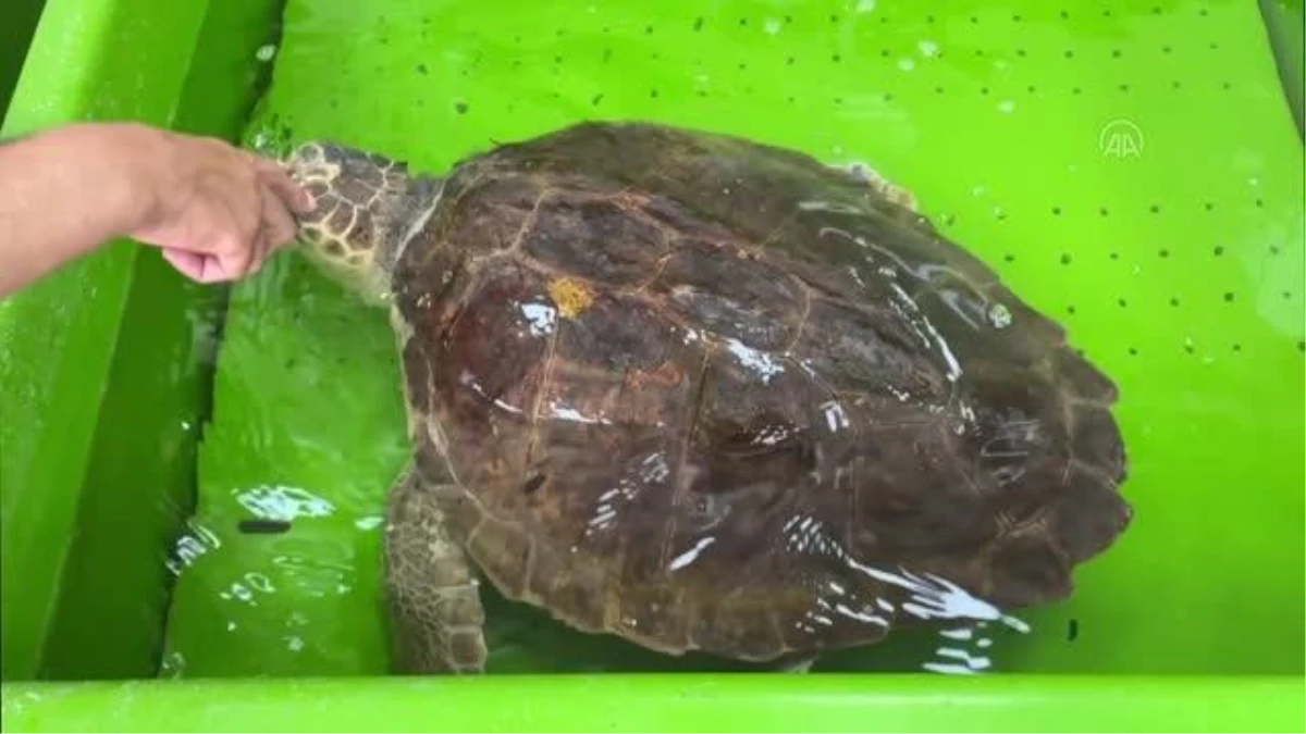 Deniz kaplumbağaları "Mavi" ve "Deniz" tedavi edilip mavi sulara uğurlandı