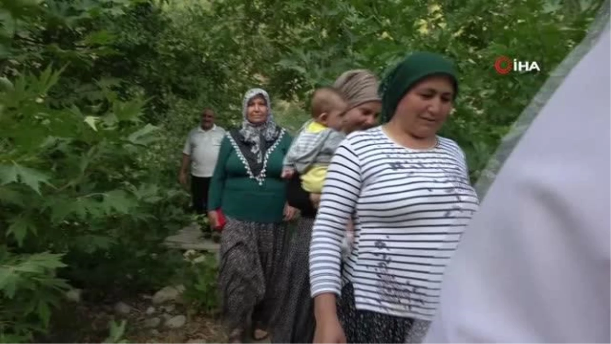 Burası Ordu değil Adana: Fındık hasadı başladı