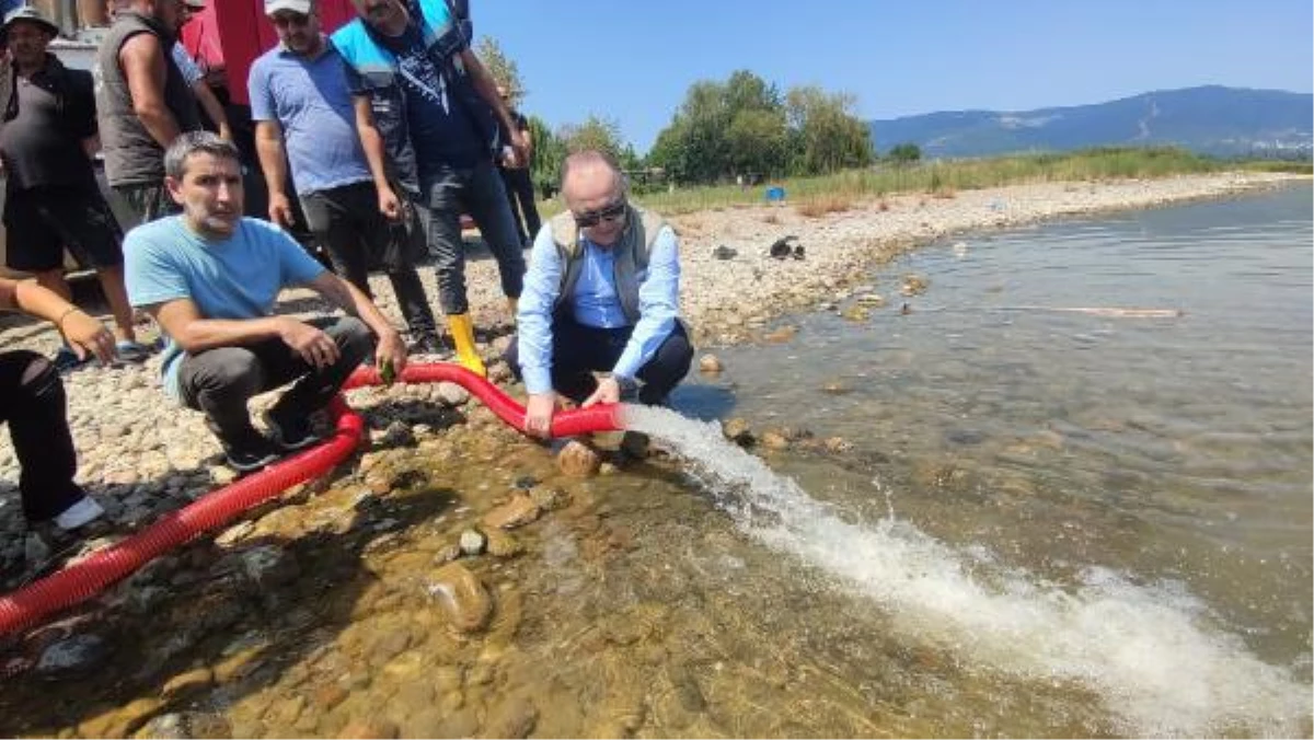 İznik Gölü\'ne 1 milyon 43 bin sazan yavrusu salındı