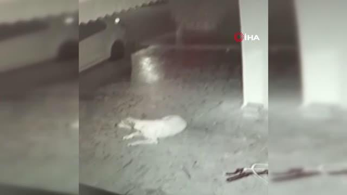 Köpek ve kedi zehirlenmeleri hayvanseverleri ayaklandırdı
