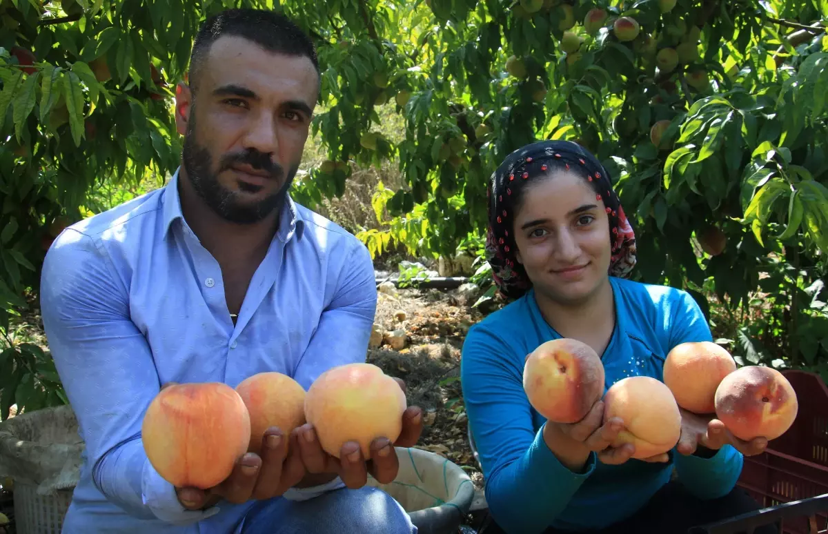 Şeftali, tarlada geçen yılın yarı fiyatına düşmesine rağmen markette fahiş fiyata satılıyor