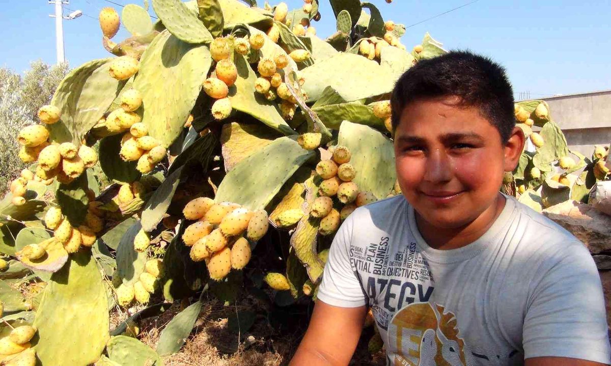 Mersin\'de dikenli incir hasadı başladı