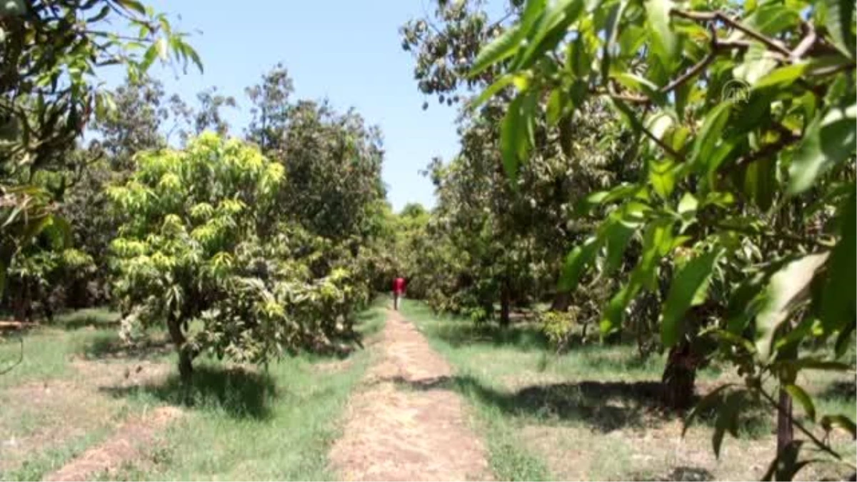 Mısır\'da mango hasatı devam ediyor