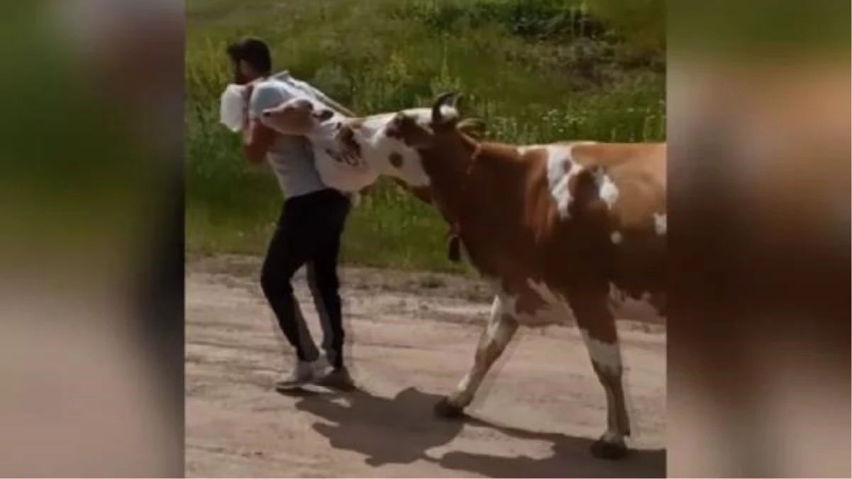 Öğretmen, arazide doğan buzağıyı sırtında taşıdı