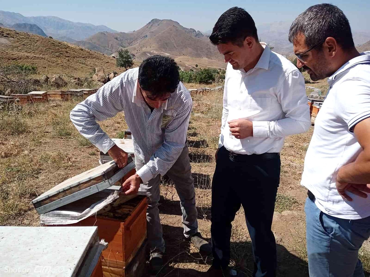 Remik Yaylası balının sağımı başladı