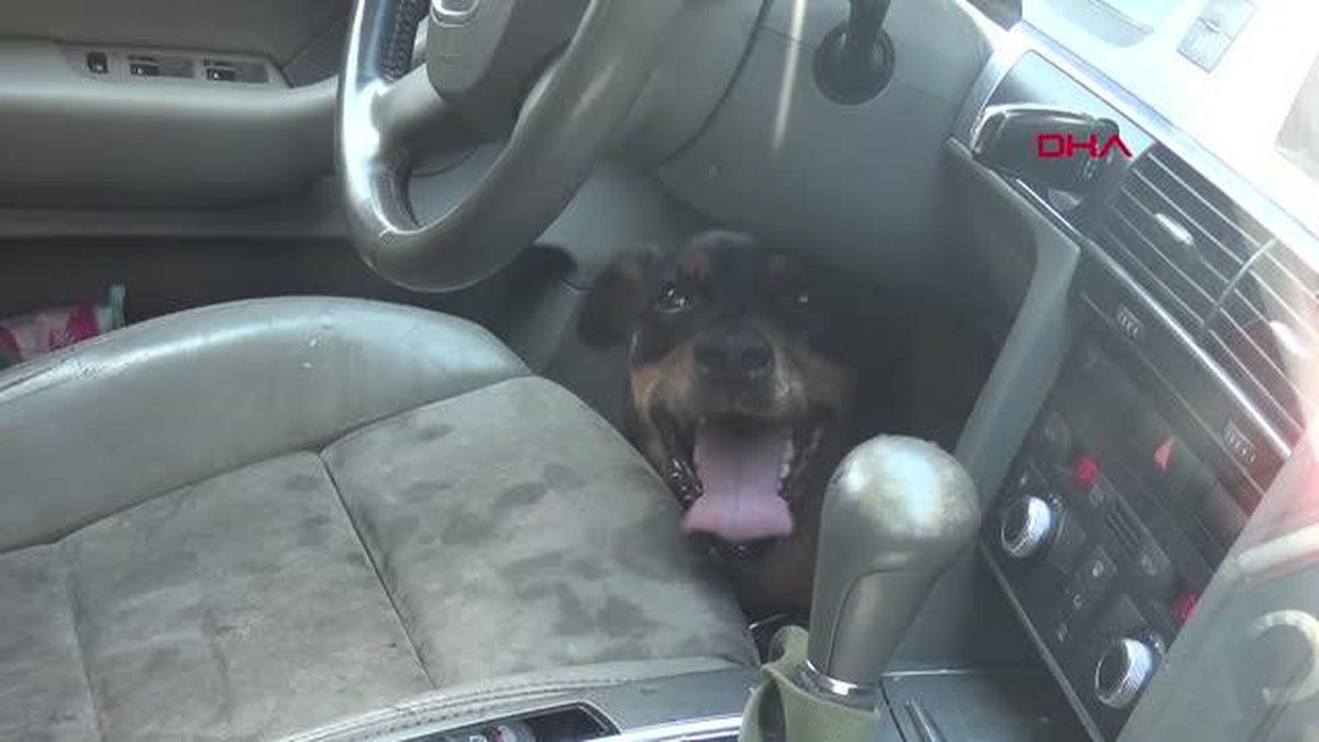 UKRAYNALI ÇİFTİN OTOMOBİLDE BIRAKTIĞI KÖPEK, HAVASIZLIKTAN ÖLDÜ