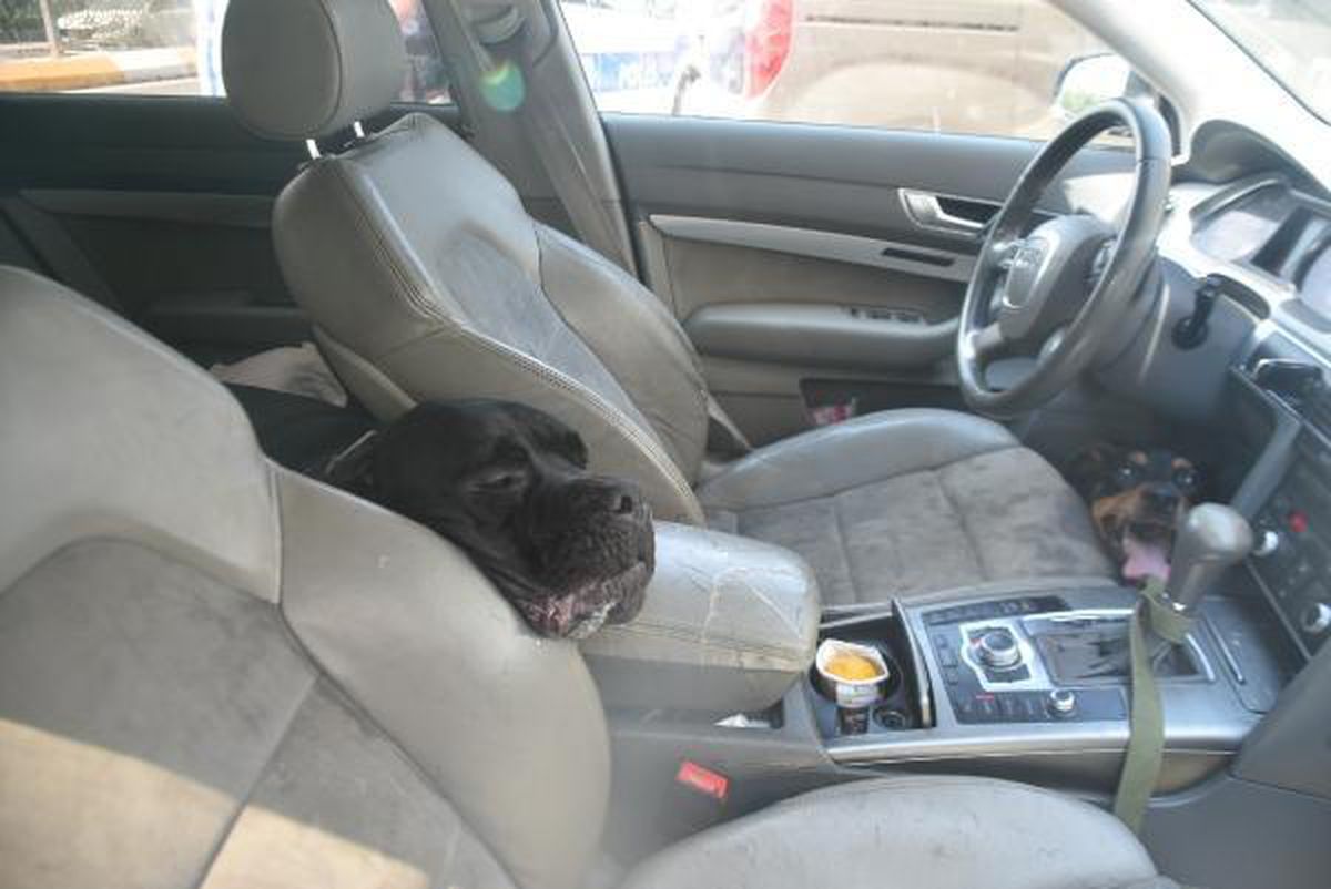 Ukraynalı çiftin otomobilde bıraktığı köpeklerden biri, havasızlıktan öldü