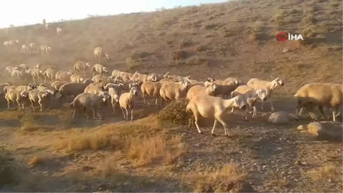 Vicdansızlığın böylesi... Hayvanlar su içmesin diye yalakları kırmışlar