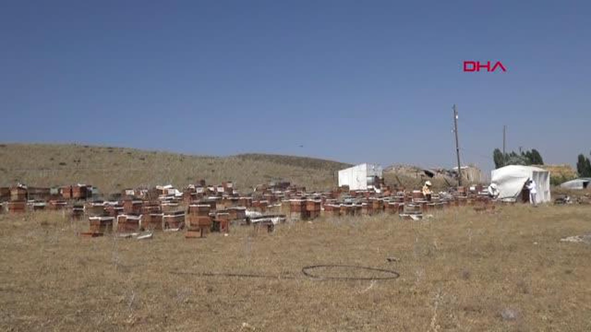 AĞRI\'DA BAL HASADINA SAYILI GÜNLER KALDI