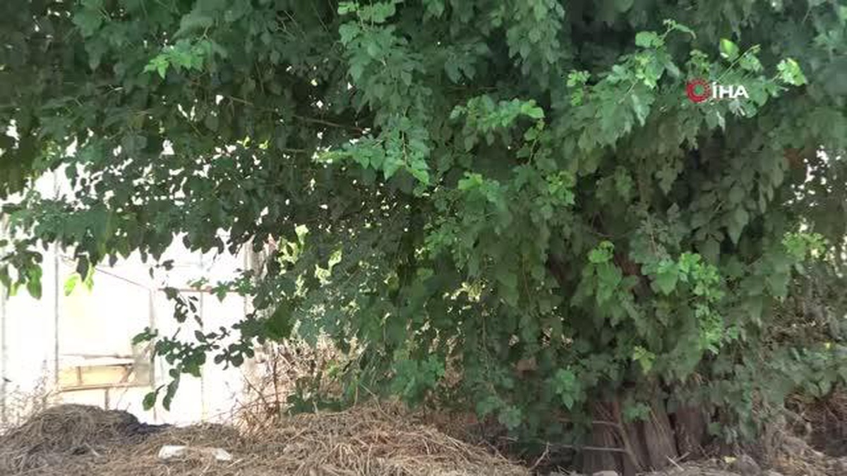 Antalya\'da 15 gün önce ağaç altına bırakılan bebeğin ailesi bulundu