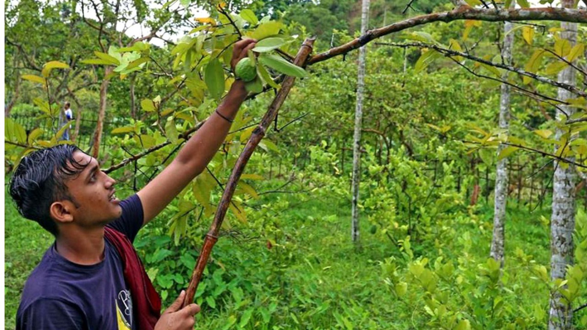 Bangladeş\'te Guava Hasadının Keyfi Sürüyor
