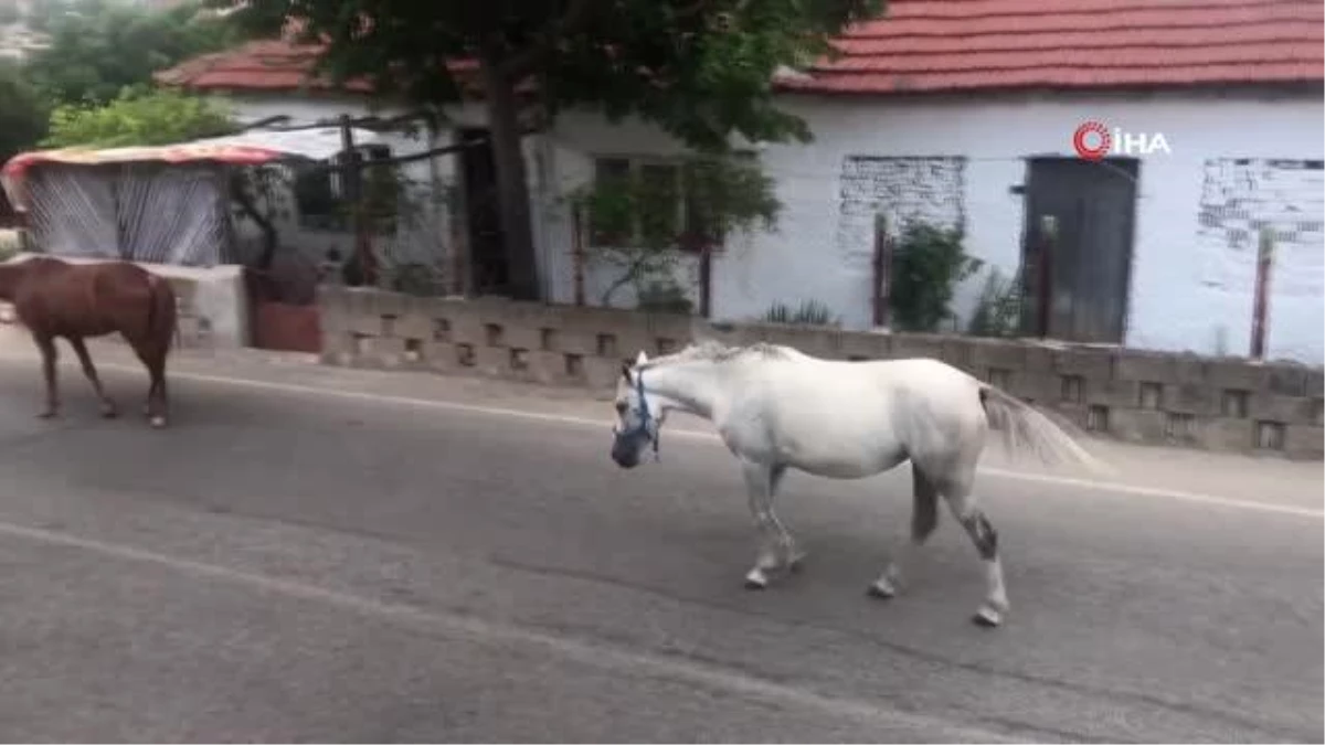 Kırklareli\'nde başıboş atlar trafiği tehlikeye sokuyor