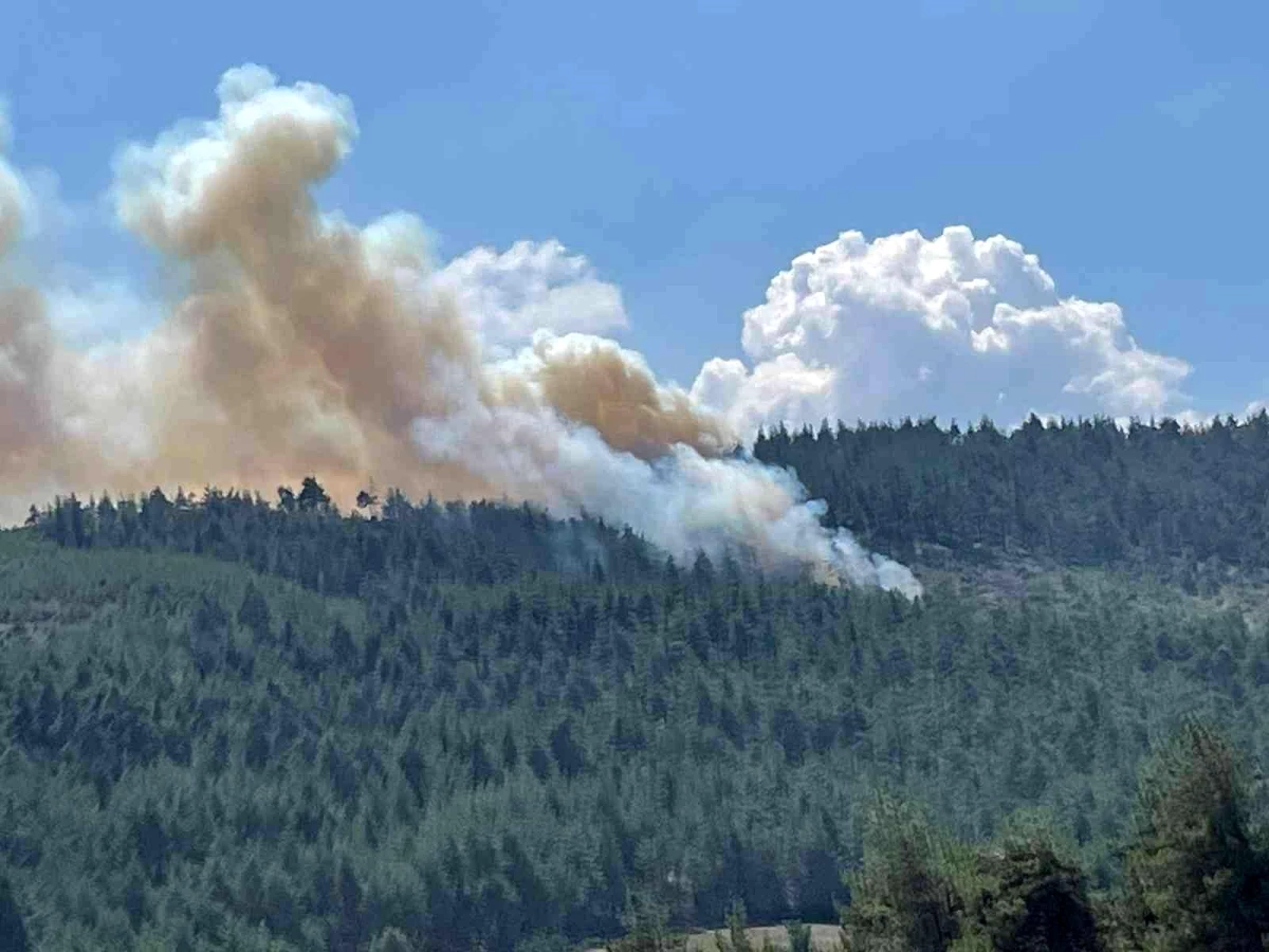 Bursa\'da orman yangını