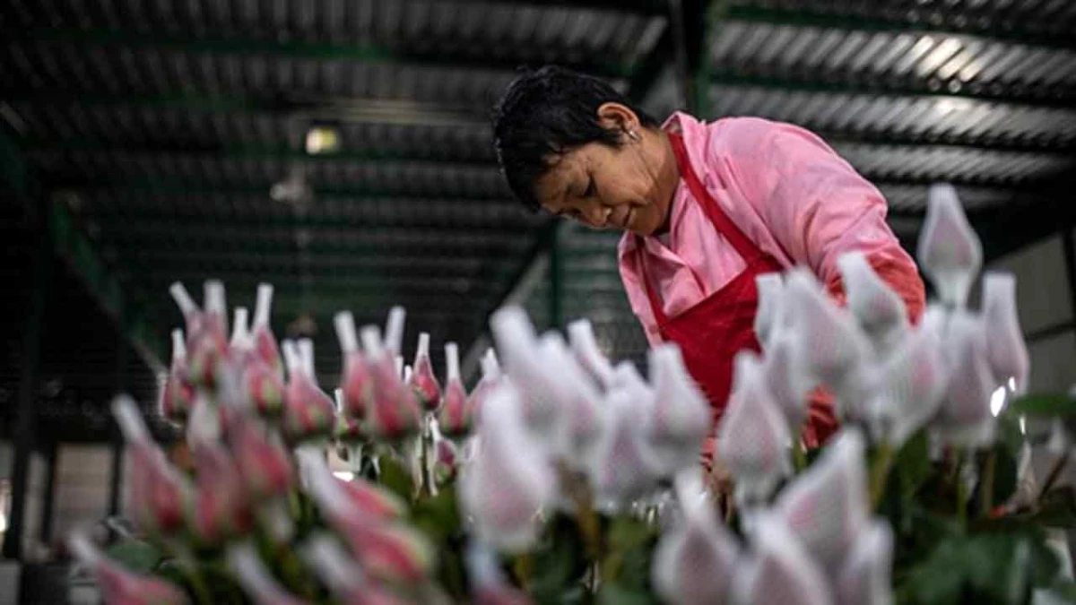 Çin\'in Yunnan Eyaletinden Tayland\'a Çiçek İhracatı Kolaylaştırıldı