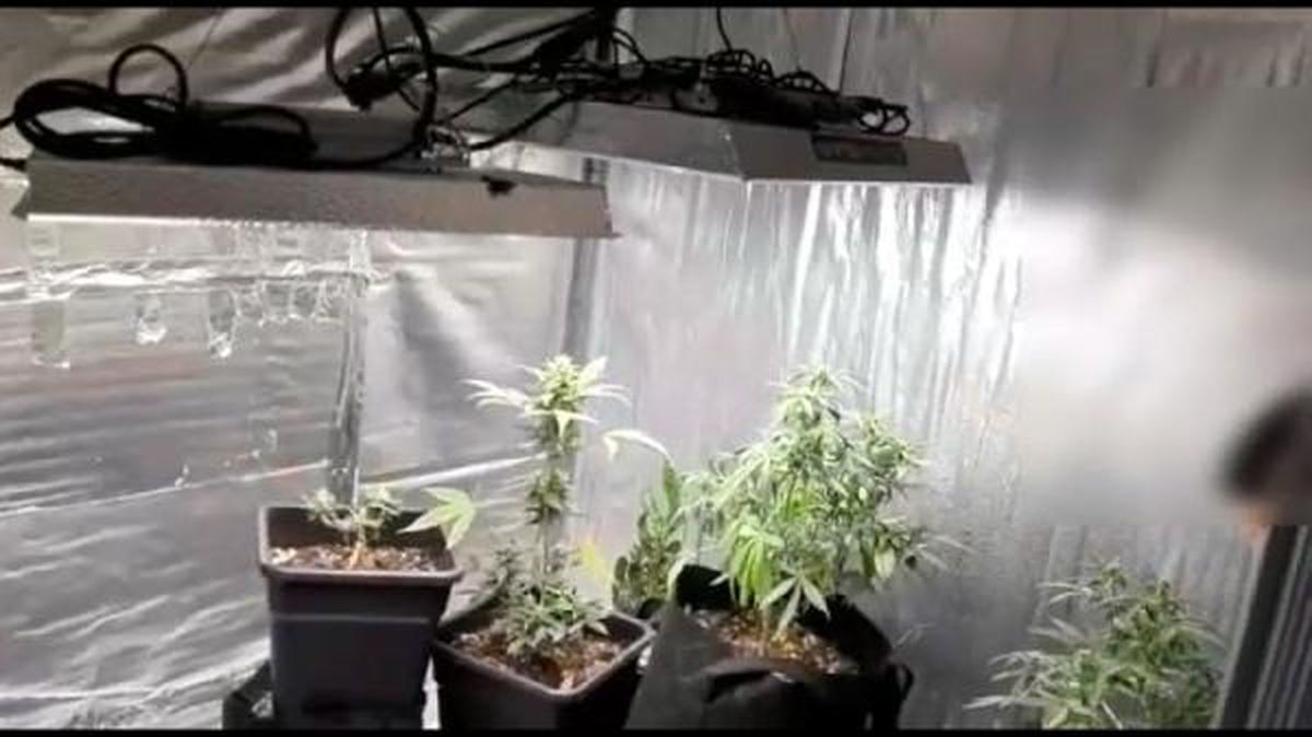 Evinde Hint keneviri ve skunk yetiştiren karı-koca gözaltına alındı