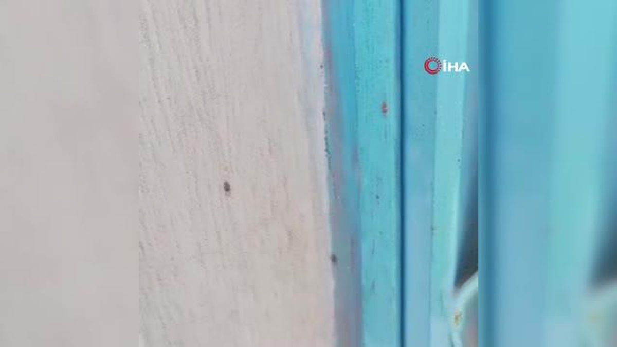 İstanbul\'da bir binayı yüzlerce kene istila etti