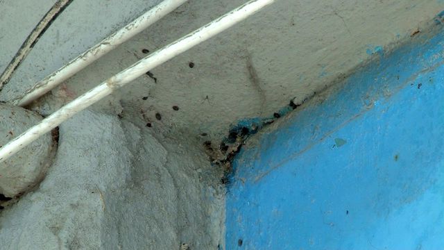 İstanbul'da bir binayı yüzlerce kene istila etti İstanbul'da bir binayı yüzlerce kene istila etti