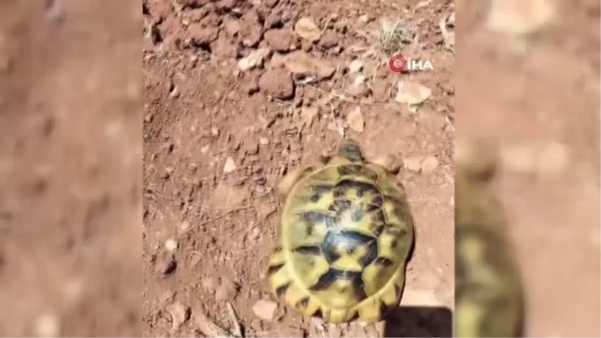 Sıcaktan bunalan kaplumbağa musluktan akan suyla böyle serinledi