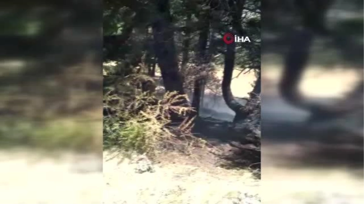 Alevler İç Anadolu\'nun en büyük ormanına sıçramadan söndürüldü