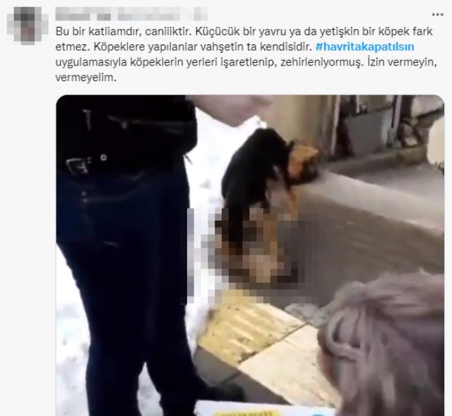Sokakta yaşayan köpekleri hedef gösteren uygulama sosyal medyayı ayağa kaldırdı