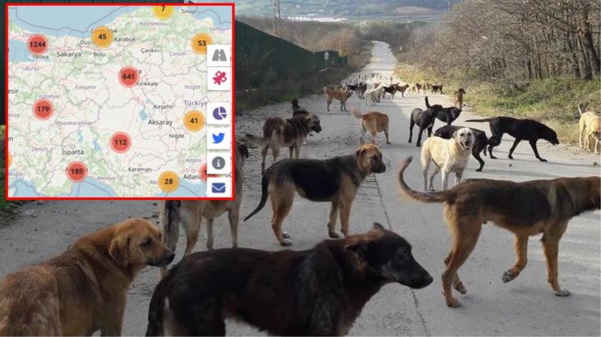 Hayvan severler ayakta! Sokakta yaşayan köpekleri hedef gösteriliyor