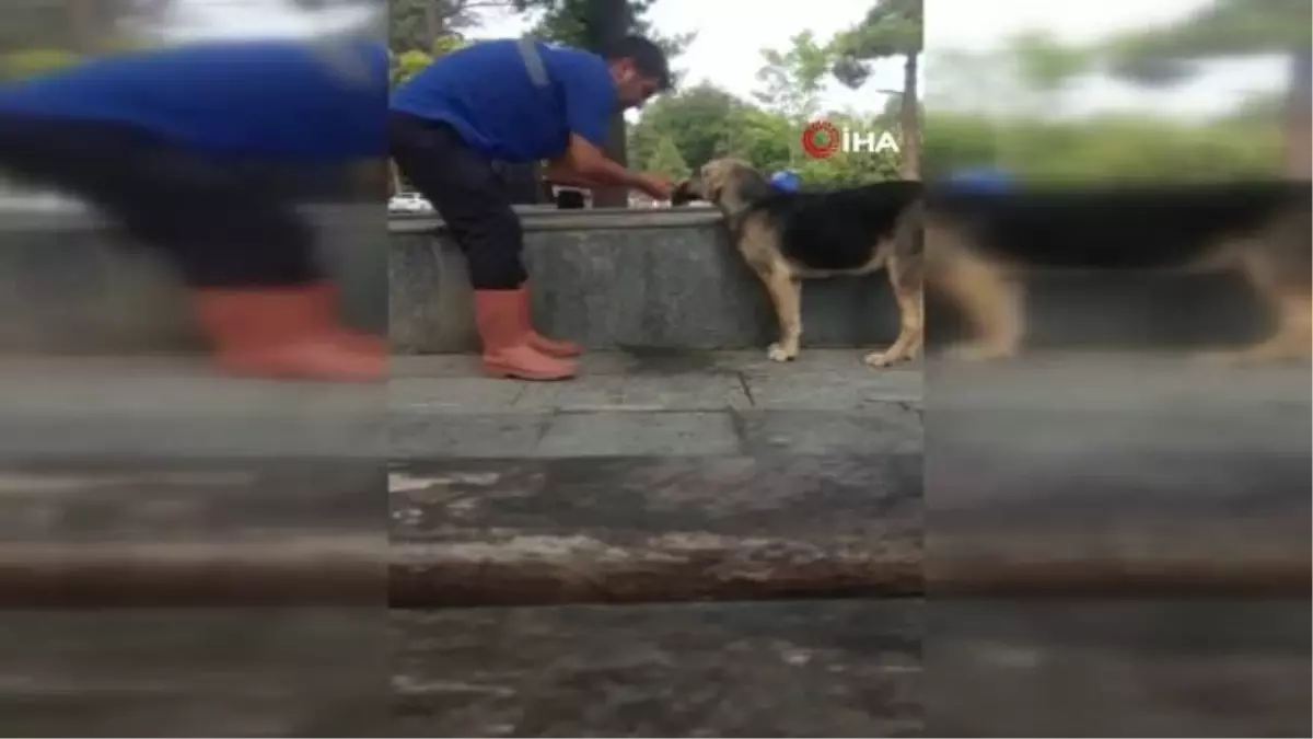 Susuz kalan köpeğe eliyle su içirdi