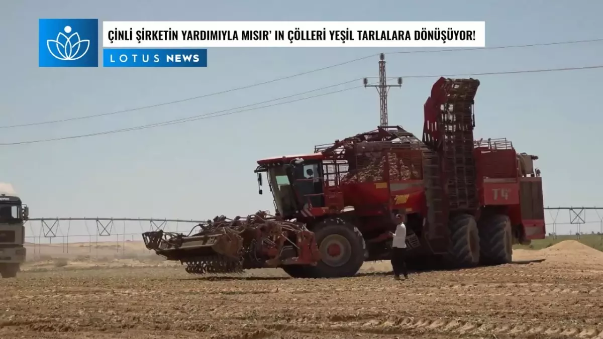 Video: Çinli Şirketin Yardımıyla Mısır\'ın Çölleri Yeşil Tarlalara Dönüyor