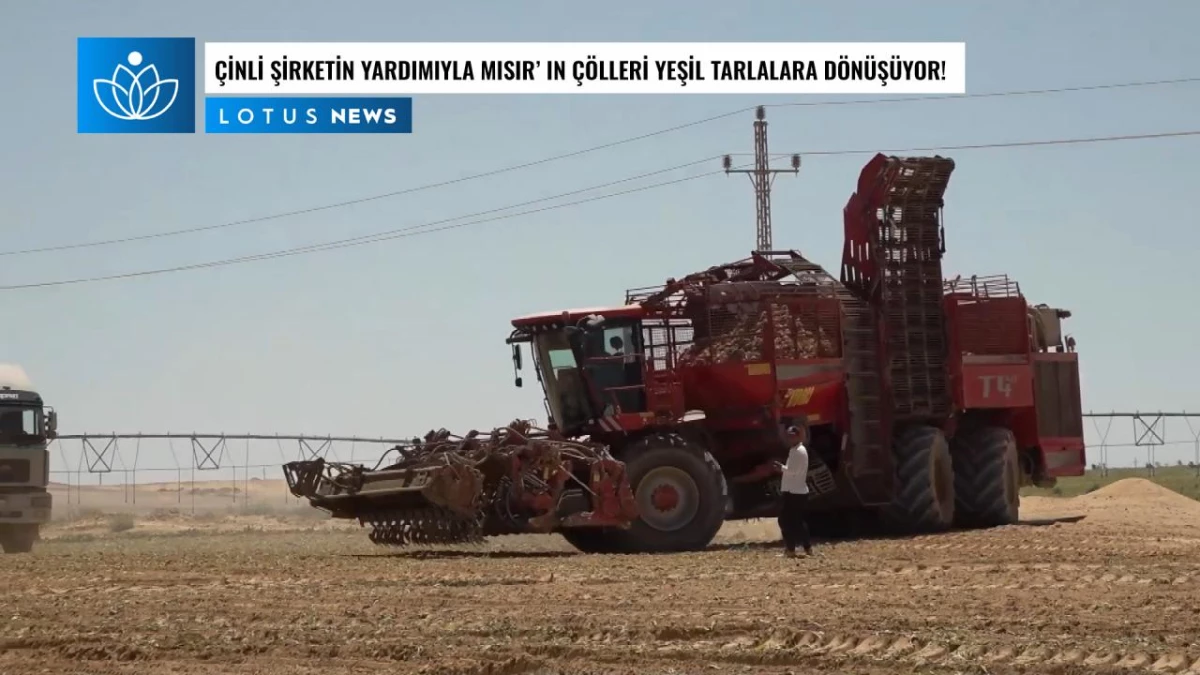 Video: Çinli Şirketin Yardımıyla Mısır\'ın Çölleri Yeşil Tarlalara Dönüyor