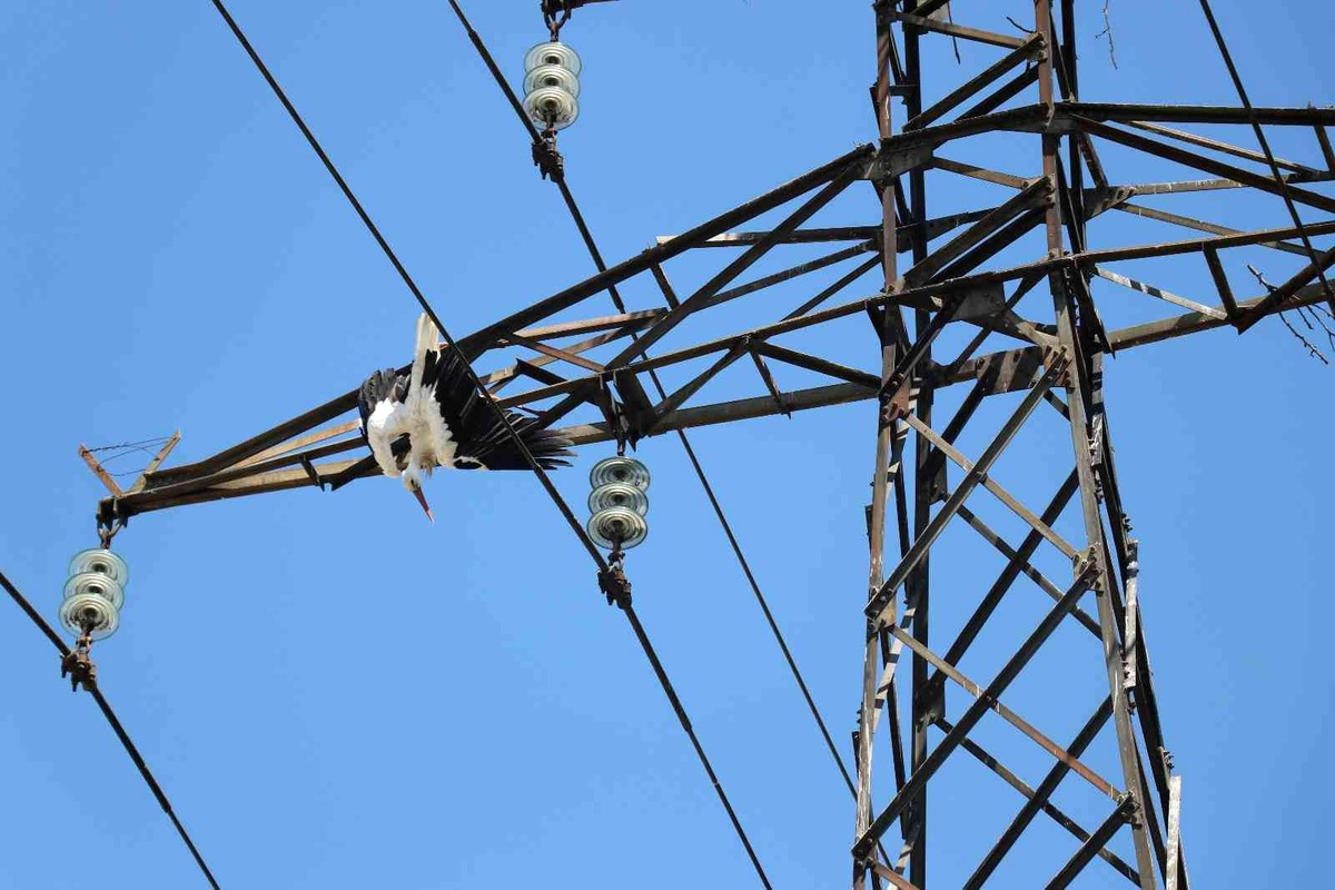 Yavru leylek, yuvasının bulunduğu elektrik direğinde telef oldu