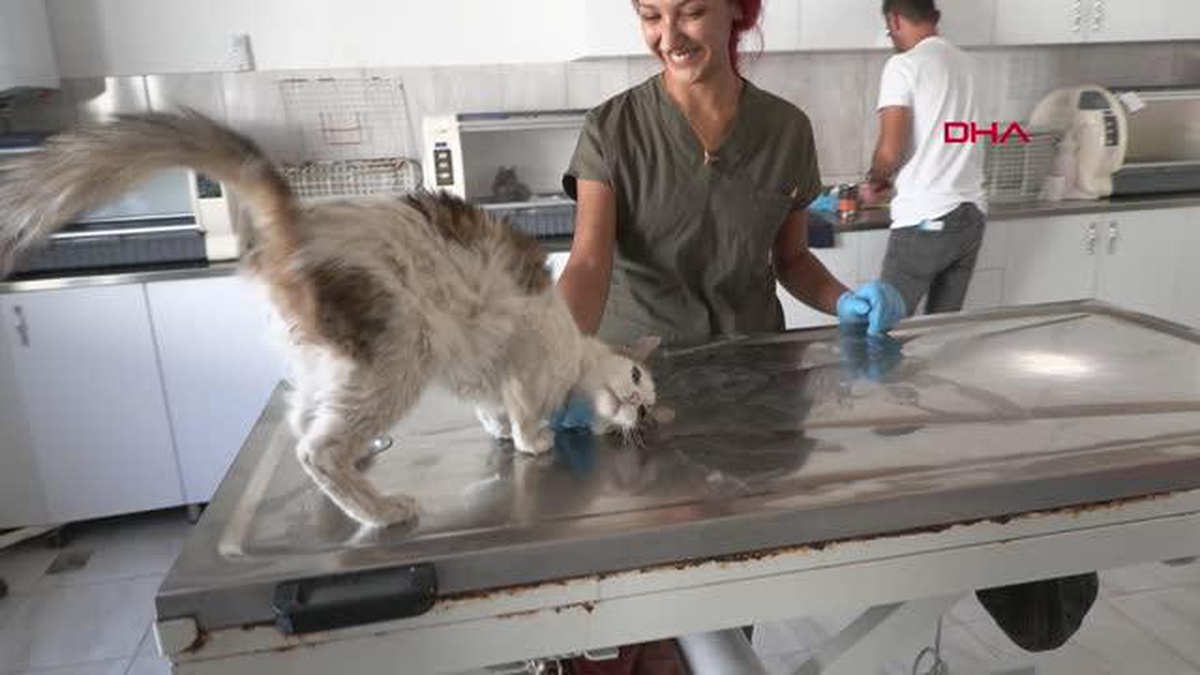 ZEHİRLENEN SOKAK KEDİSİ, \'HAYAT\'A TUTUNDU