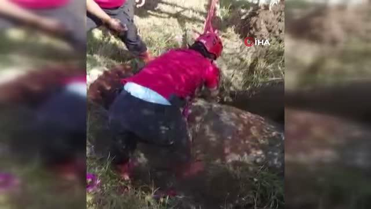 Bataklığa gömülen inek için seferber oldular