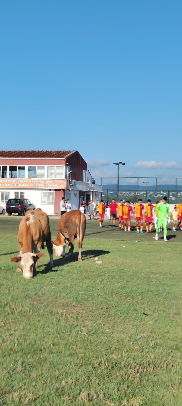 İnekleri görenler gözlerine inanamadı! Ümraniyespor-Galatasaray maçı öncesi olay görüntü