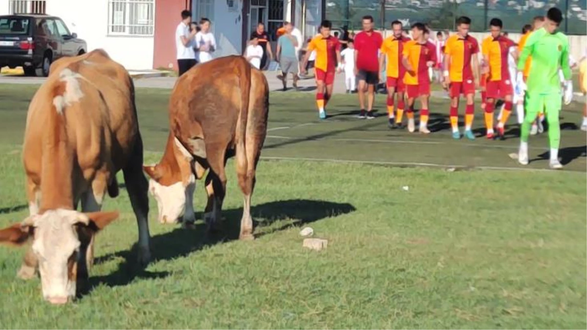 Futbolcular ile inekler aynı karede! Ümraniyespor ile Galatasaray arasındaki Rezerv Lig mücadelesinden hemen önce görüntülendi