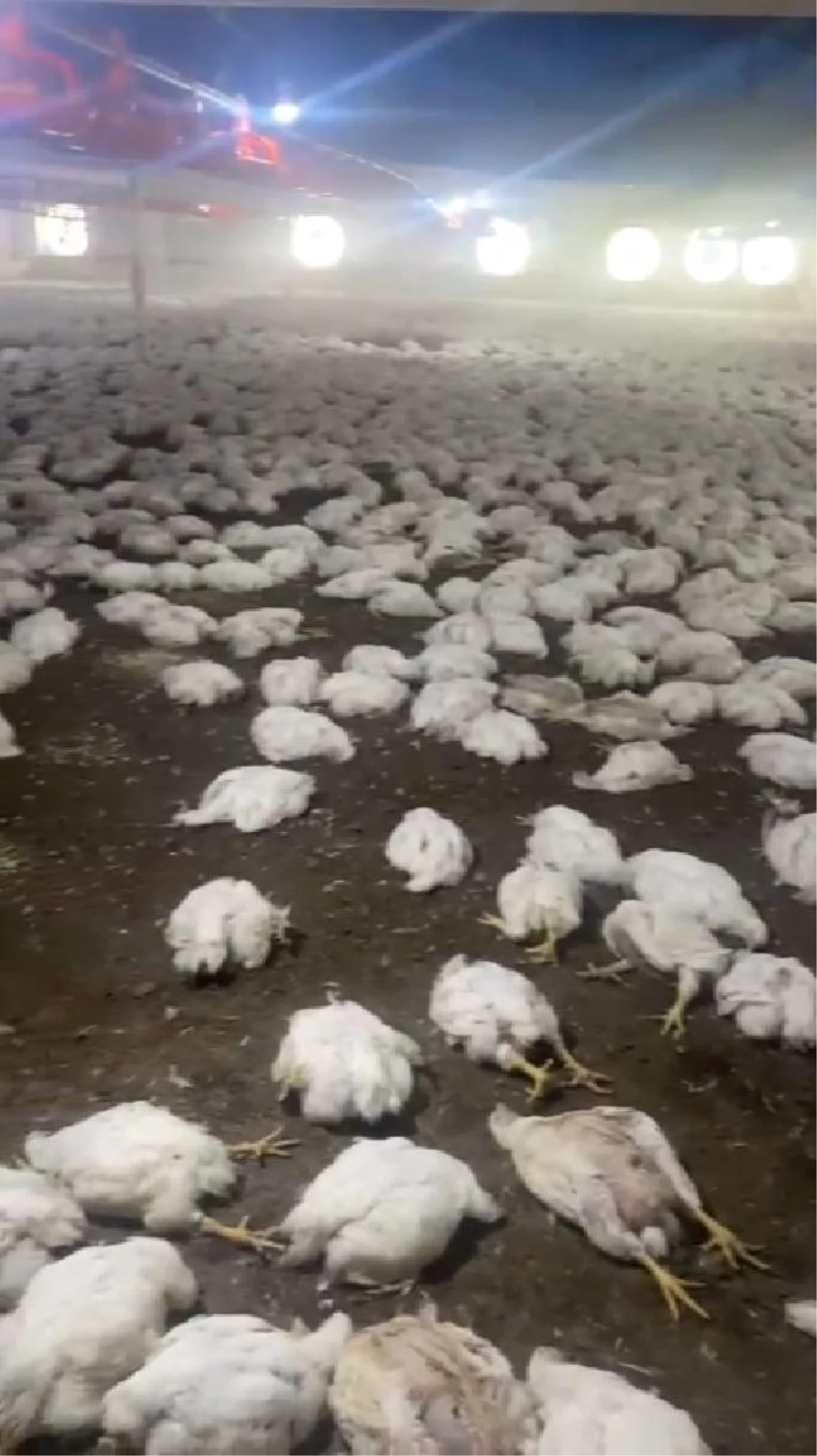 Mersin\'de 20 bin tavuk öldü