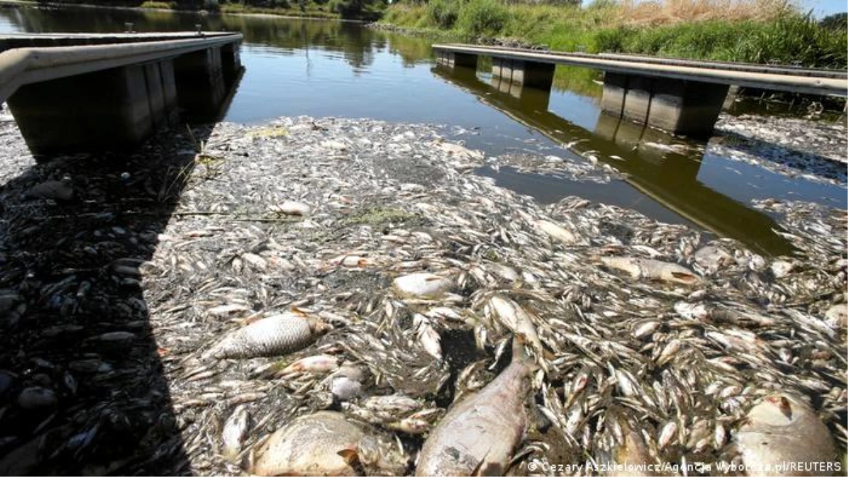 Oder Nehri\'nden yaklaşık 200 ton ölü balık toplandı