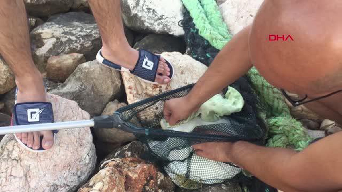 OLTAYA CARETTA CARETTA YAVRUSU TAKILDI