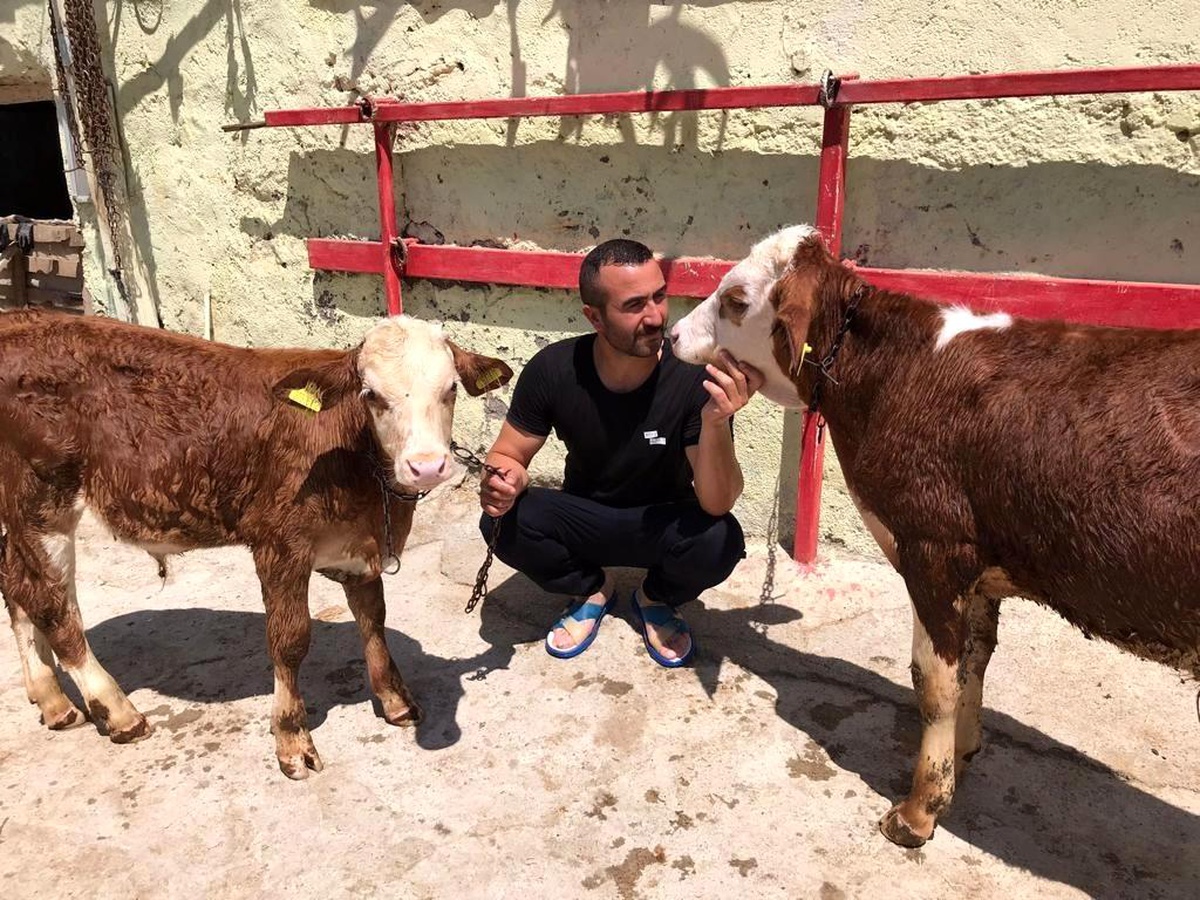 Türkiye\'nin gündemine oturmuştu, psikolojisi bozulan buzağı banyo yaptı