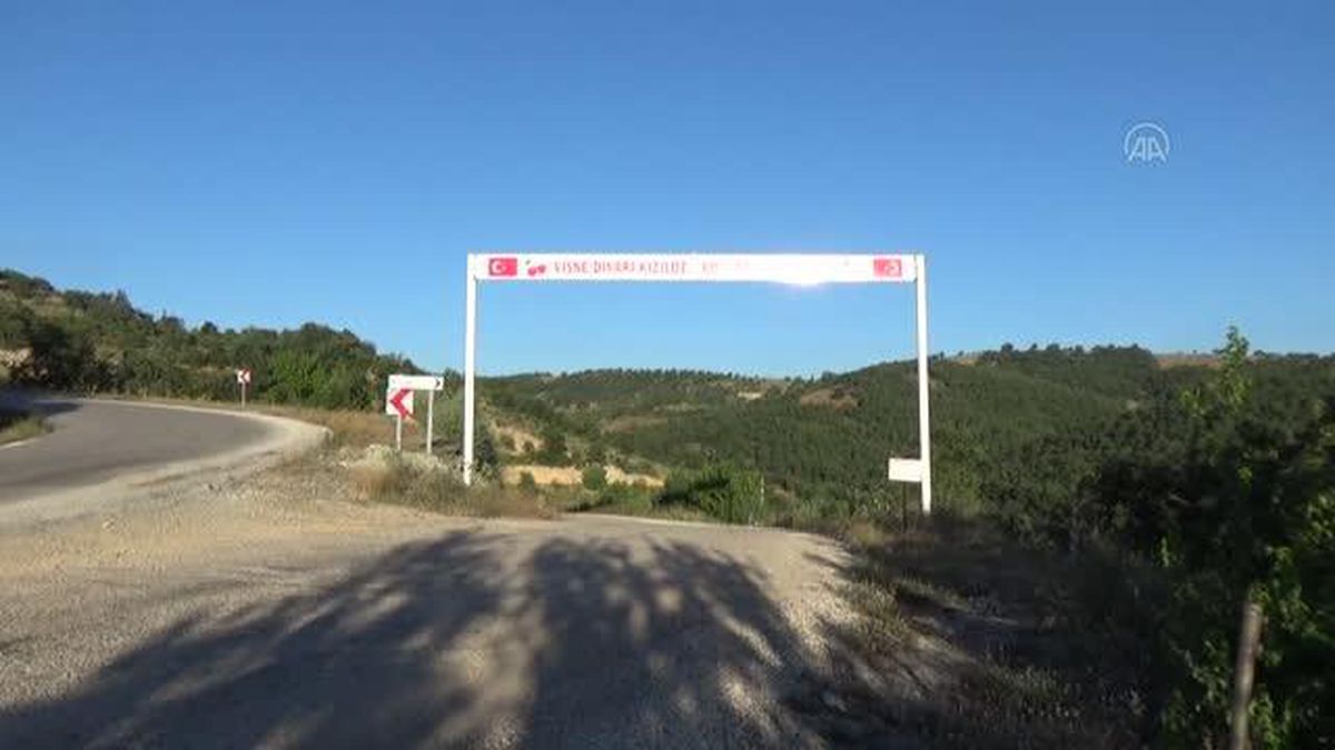 Tokat\'ta üreticiler vişnenin veriminden memnun