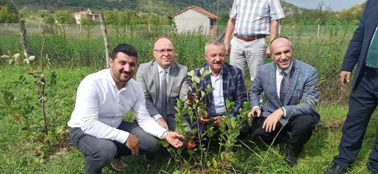 Zonguldak\'ta aronya meyvesinin hasadı gerçekleştirildi