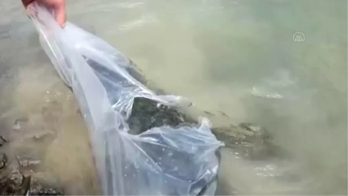 Boyabat\'ta baraj ve göletlere 94 bin sazan yavrusu bırakıldı