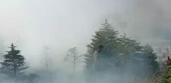 Elazığ'daki orman yangınında 20 dönüm alan zarar gördü